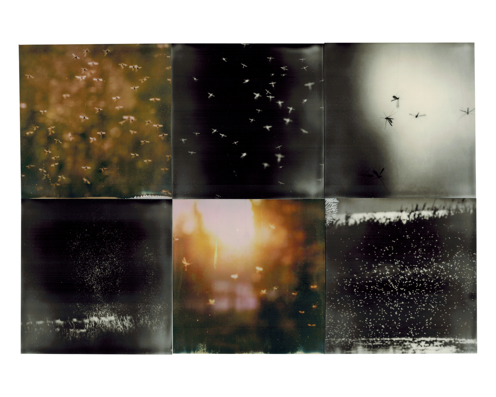 mosquito C M polaroids 4