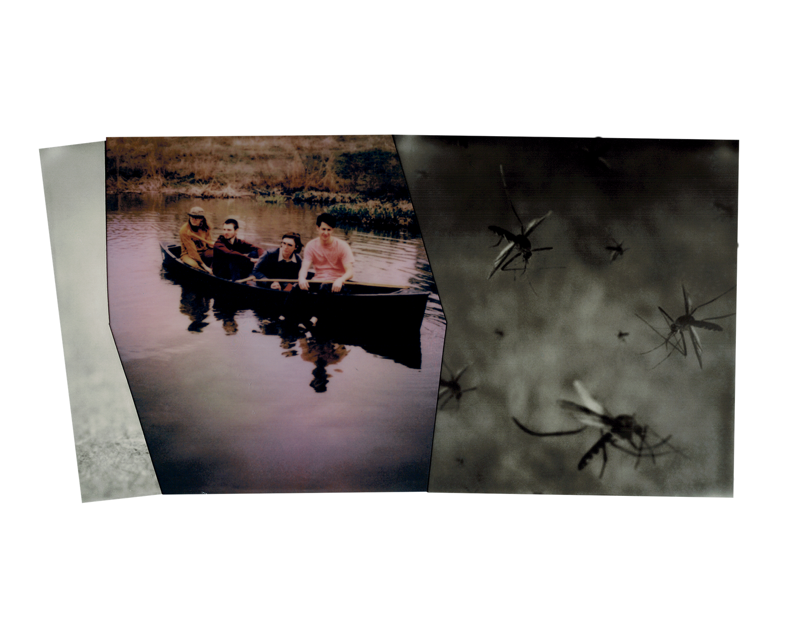 mosquito C M polaroids 9