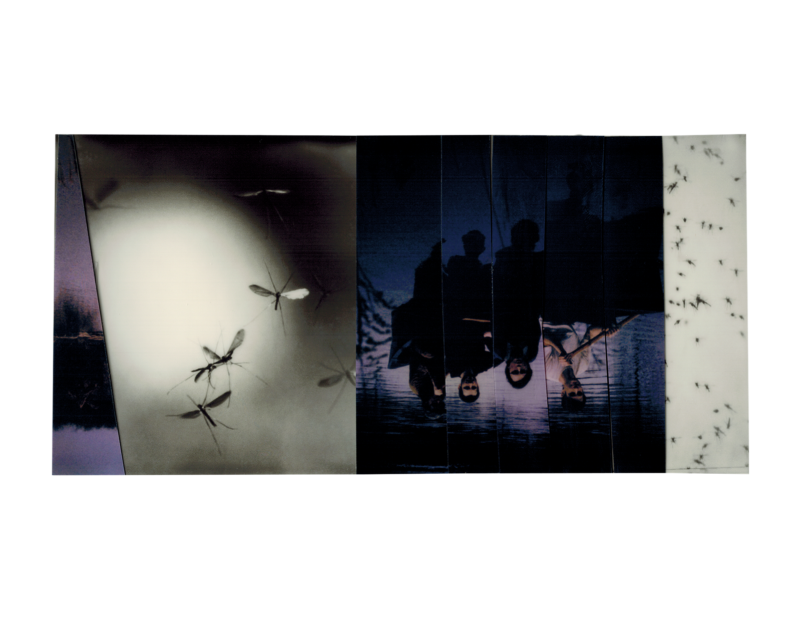 mosquito C M polaroids 18