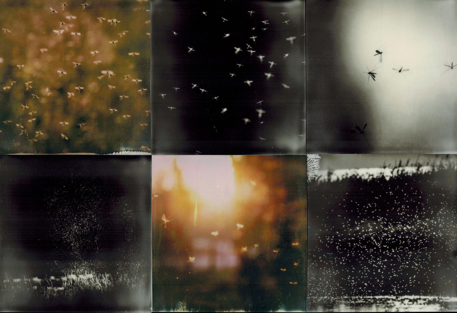 mosquito C M polaroids 4 5